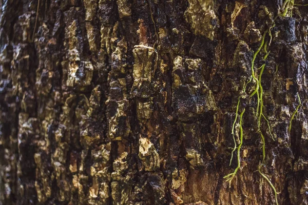 MOSS verde en corteza de árbol en la selva tropical —  Fotos de Stock