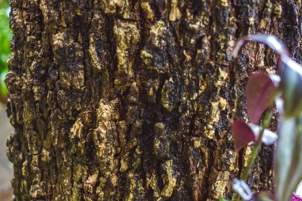 Grünes Moos auf Baumrinde im Regenwald — Stockfoto