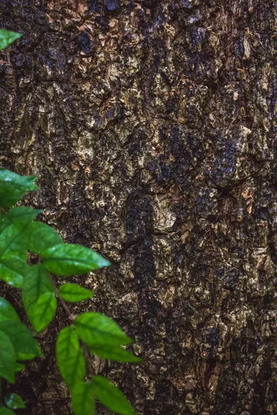 MOSS verde en corteza de árbol en la selva tropical —  Fotos de Stock