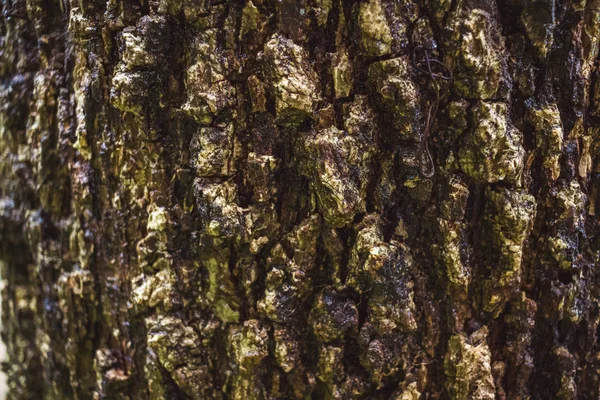Зеленый MOSS на коре дерева в дождевом лесу — стоковое фото