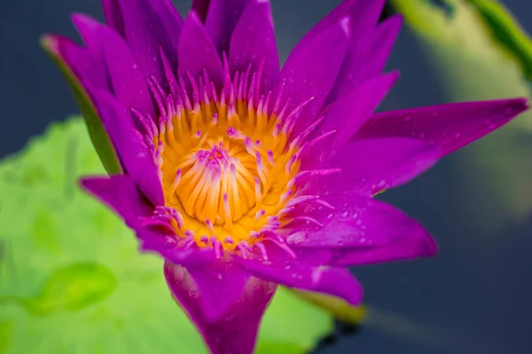 Beautiful purple lotus on the water after rain