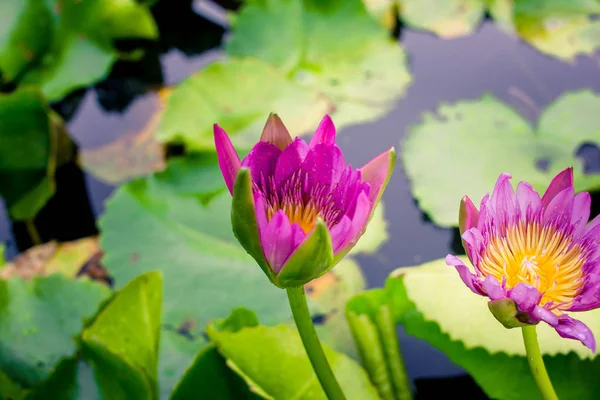 Schöner lila Lotus auf dem Wasser nach dem Regen — Stockfoto