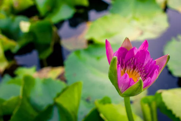 Schöner lila Lotus auf dem Wasser nach dem Regen — Stockfoto