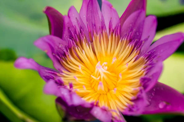 Beautiful purple lotus on the water after rain