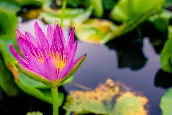 Schöner lila Lotus auf dem Wasser nach dem Regen — Stockfoto