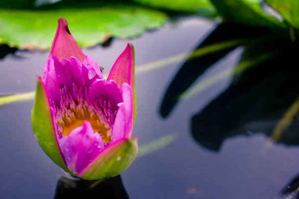 Schöner lila Lotus auf dem Wasser nach dem Regen — Stockfoto