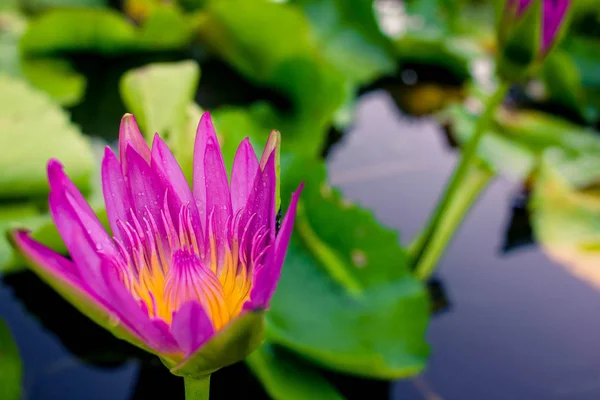 Lótus roxo bonito na água após a chuva — Fotografia de Stock