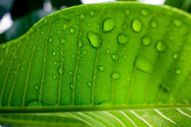 Yağmurdan sonra su damlalarıyla yeşil yapraklar