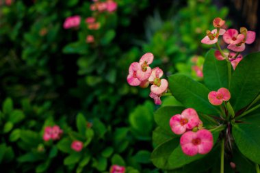 Poi Sian çiçek ve su yağmurdan sonra damla