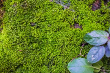 Doğada hoş bir kaya üzerinde Yosun