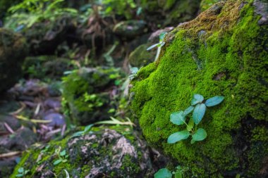 Doğada hoş bir kaya üzerinde Yosun