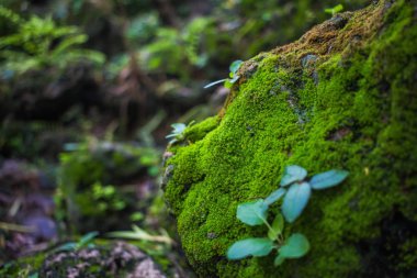 Doğada hoş bir kaya üzerinde Yosun
