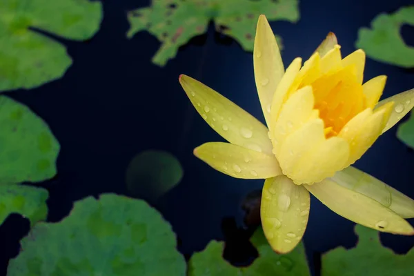 Lótus amarelo bonito na água após a chuva — Fotografia de Stock