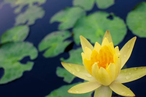 Lótus amarelo bonito na água após a chuva — Fotografia de Stock