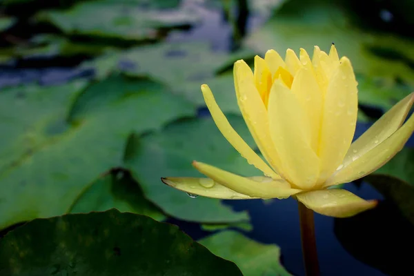 Schöner gelber Lotus auf dem Wasser nach dem Regen — Stockfoto