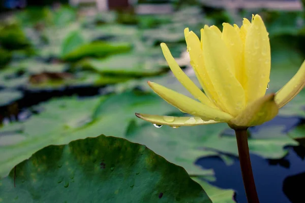 Beautiful yellow lotus on the water after rain