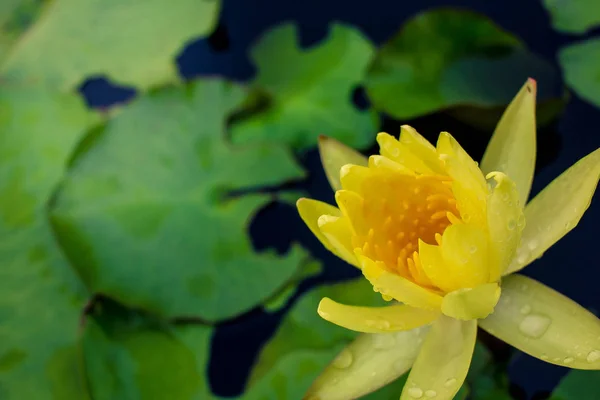 Beautiful yellow lotus on the water after rain