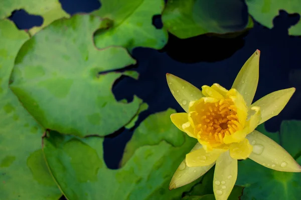 Schöner gelber Lotus auf dem Wasser nach dem Regen — Stockfoto