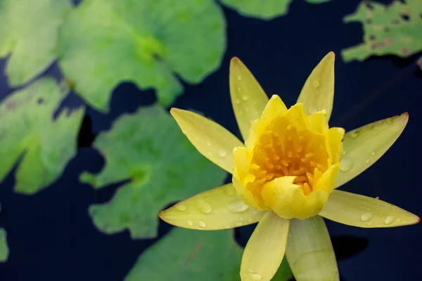 Schöner gelber Lotus auf dem Wasser nach dem Regen — Stockfoto