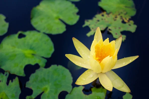 Hermoso loto amarillo en el agua después de la lluvia — Foto de Stock