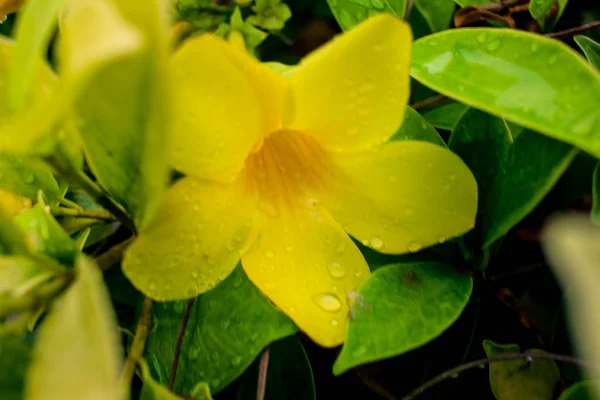 Yağmurdan sonra su ile güzel sarı Allamanda — Stok fotoğraf