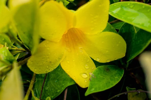 Yağmurdan sonra su ile güzel sarı Allamanda — Stok fotoğraf