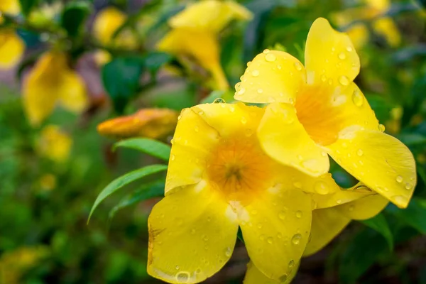 Hermosa Allamanda amarilla con agua después de la lluvia —  Fotos de Stock