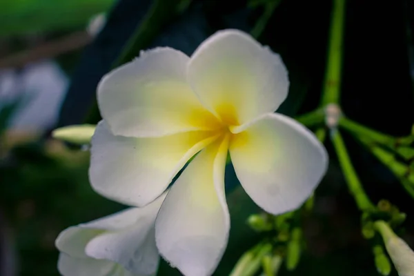 Yağmurdan sonra su damlaları ile güzel beyaz plumeria çiçekler — Stok fotoğraf