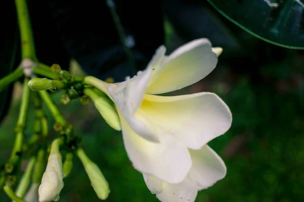 Yağmurdan sonra su damlaları ile güzel beyaz plumeria çiçekler — Stok fotoğraf