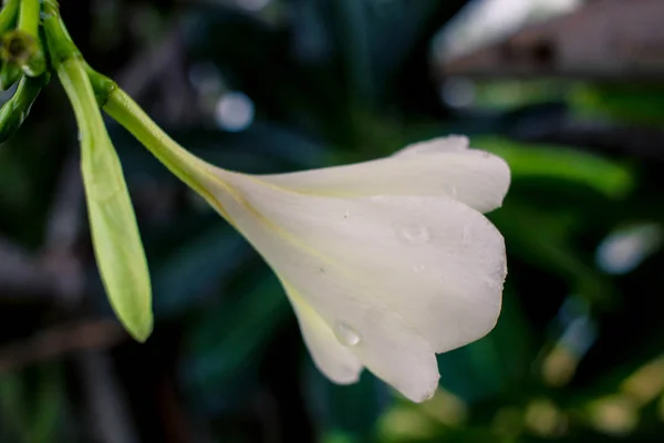 Yağmurdan sonra su damlaları ile güzel beyaz plumeria çiçekler — Stok fotoğraf