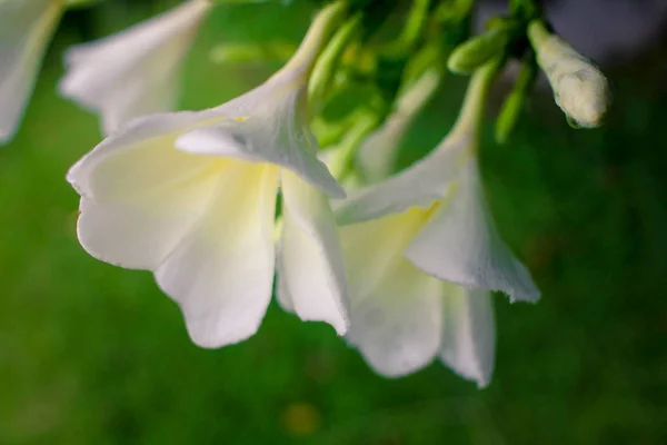 Yağmurdan sonra su damlaları ile güzel beyaz plumeria çiçekler — Stok fotoğraf