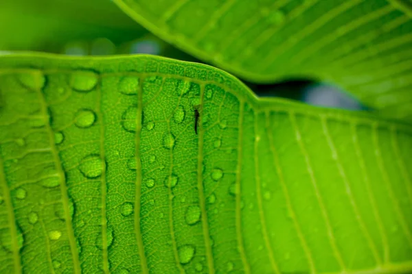 Foglie verdi con gocce d'acqua dopo pioggia — Foto Stock