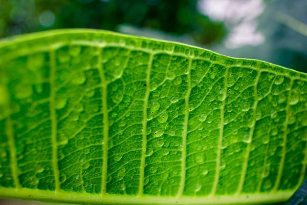 Gröna blad med droppar vatten efter regn — Stockfoto