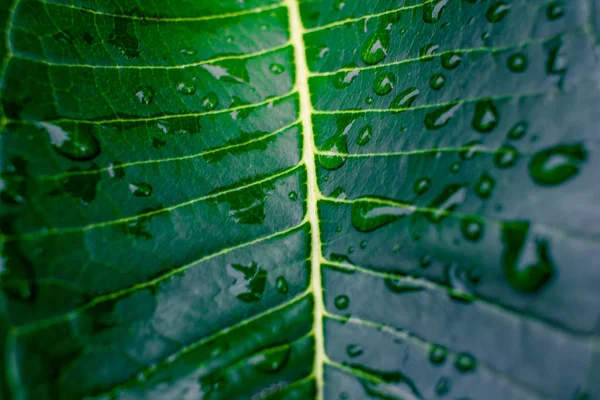 Foglie verdi con gocce d'acqua dopo pioggia — Foto Stock