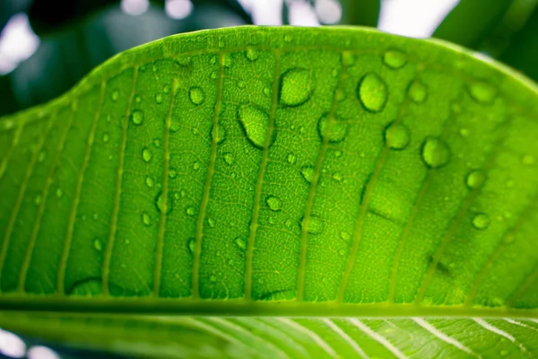 Foglie verdi con gocce d'acqua dopo pioggia — Foto Stock