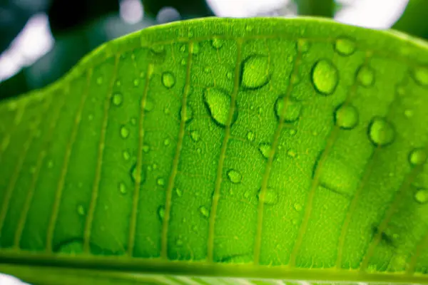 Foglie verdi con gocce d'acqua dopo pioggia — Foto Stock