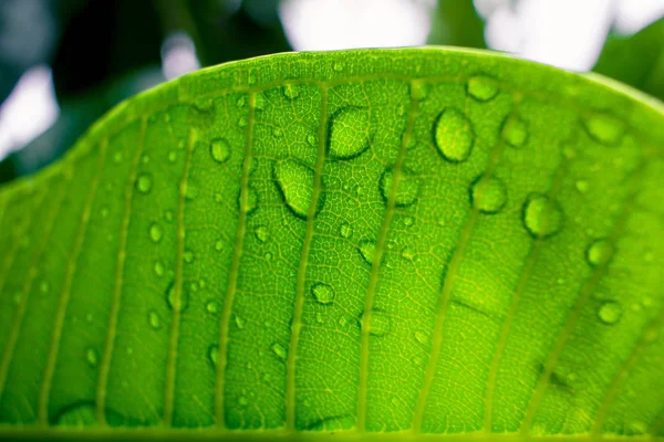 Foglie verdi con gocce d'acqua dopo pioggia — Foto Stock