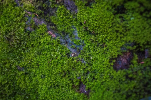 Moss en una roca que es agradable en la naturaleza —  Fotos de Stock