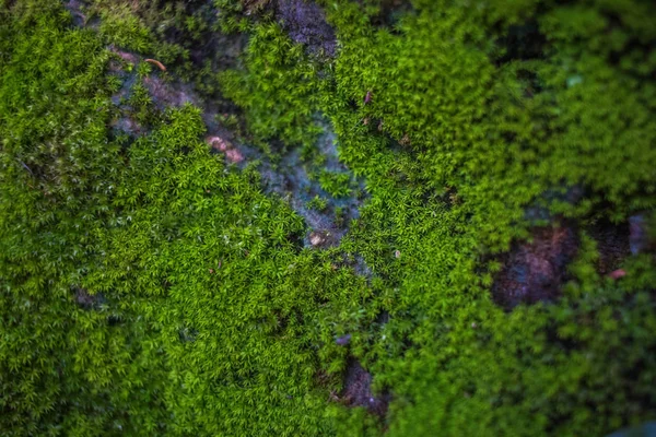 Moos auf einem Felsen, der in der Natur angenehm ist — Stockfoto