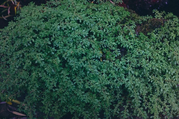 Mos op een rots die aangenaam in de natuur is — Stockfoto