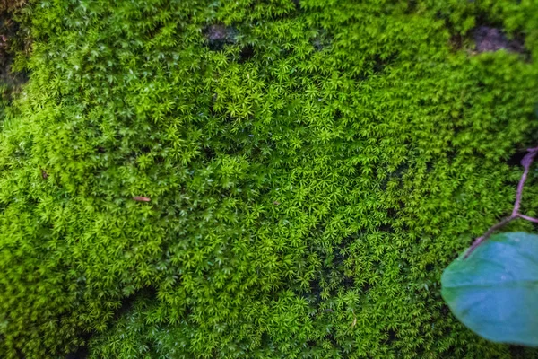 Moos auf einem Felsen, der in der Natur angenehm ist — Stockfoto