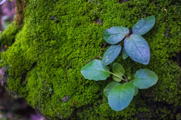 Moss en una roca que es agradable en la naturaleza —  Fotos de Stock