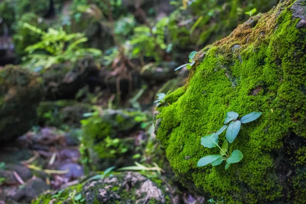 Moss en una roca que es agradable en la naturaleza —  Fotos de Stock