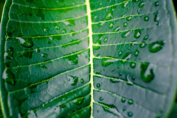 Foglie verdi con gocce d'acqua dopo pioggia — Foto Stock