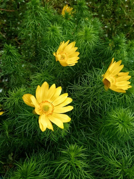 Gelbe Frühlingsblumen Zwischen Grünen Blättern — Stockfoto