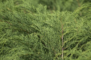 Yeşil arka plan ile güneş ışığı altında iğne yapraklı ağaç