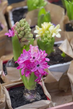 Dikim için küçük çiçekler