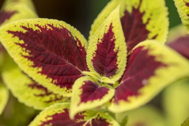 şarap gibi-sarı yaprakları yakın çekim
