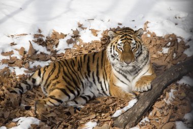 Amur kaplanı kuru yapraklar üzerinde dinlenme
