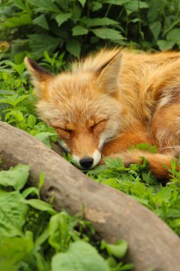 Kırmızı foxfly yeşil çimenlerin üzerinde dinlenme